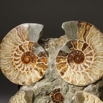 Genuine Polished Calcified Ammonite Halves Cluster