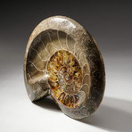 Polished Calcified Ammonite Fossil // Medium