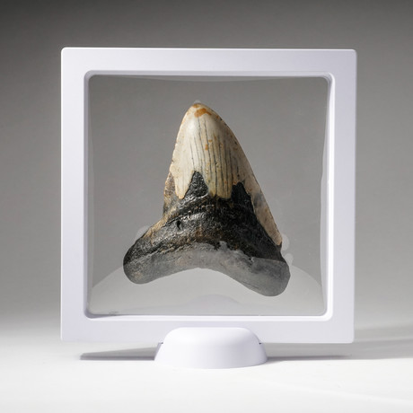 Genuine Natural Megalodon Shark Tooth + Display Box // V2