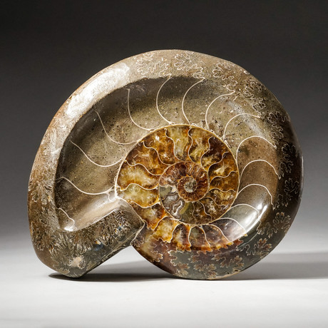 Polished Calcified Ammonite Fossil // Medium