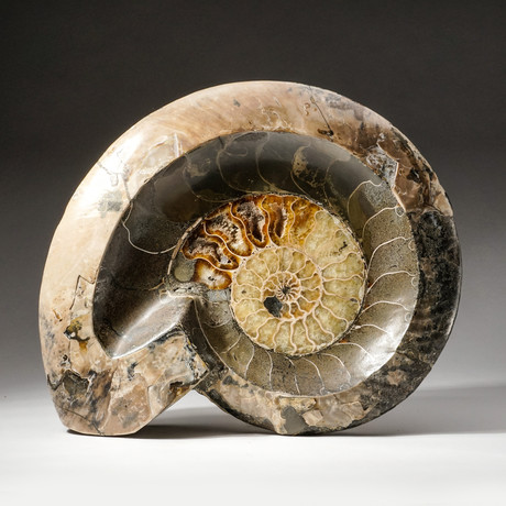 Polished Calcified Ammonite Fossil // Large