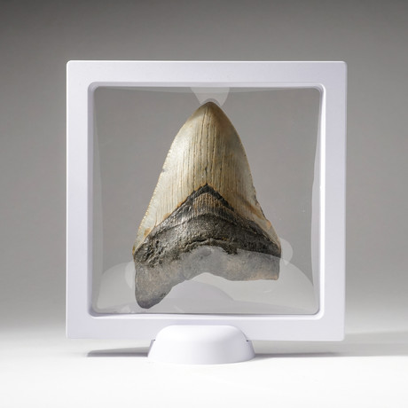 Genuine Natural Megalodon Shark Tooth + Display Box // V4