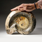 Polished Calcified Ammonite Fossil // Large