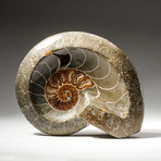Polished Calcified Ammonite Fossil // Small