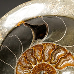 Polished Calcified Ammonite Fossil // Small