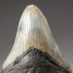 Genuine Natural Megalodon Shark Tooth + Display Box // V3