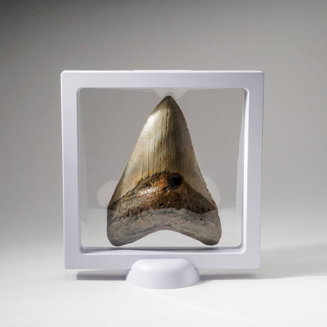 Genuine Natural Megalodon Shark Tooth + Display Box // V8