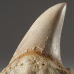 Genuine Natural Pre Historic Shark Tooth + Display Box // V3