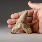 Genuine Natural Pre Historic Shark Tooth + Display Box // V3