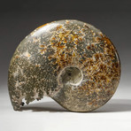 Polished Opalized Cleoniceras Ammonite Fossil