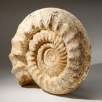 Natural Ammonite Fossil // V2