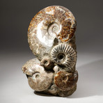 Genuine Polished Calcified Ammonite Cluster