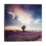 Tree In Lavender Field, Provence // Matteo Colombo (18"W x 18"H x 1.5"D)