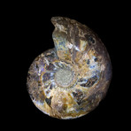 Ammonite Half // Ver. 4