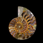 Ammonite Half // Ver. 1