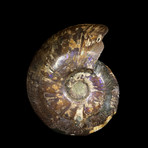 Ammonite Half // Ver. 3