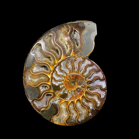 Ammonite Half // Ver. 5