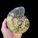 Ammonite Half // Ver. 8