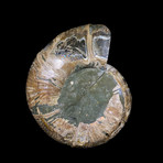 Ammonite Half // Ver. 10