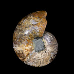 Ammonite Half // Ver. 6