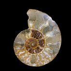 Ammonite Half // Ver. 9