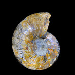 Ammonite Half // Ver. 9