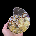 Ammonite Half // Ver. 10