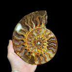Ammonite Half // Ver. 2