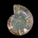 Ammonite Half // Ver. 8