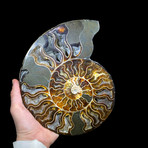 Ammonite Half // Ver. 4