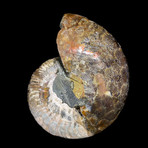 Ammonite Half // Ver. 5