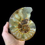 Ammonite Half // Ver. 7