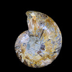 Ammonite Half // Ver. 7