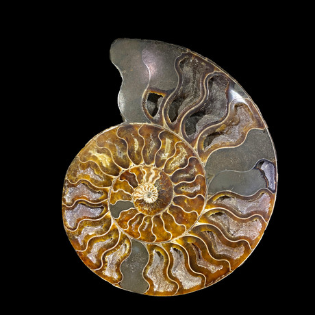 Ammonite Half // Ver. 3
