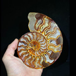 Ammonite Half // Ver. 6