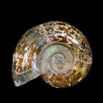 Opalized and Agatized Ammonite