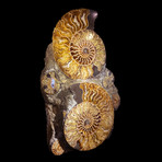 Ammonite & Belemnite Sculpture
