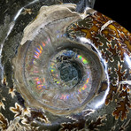 Opalized and Agatized Ammonite