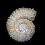 Heteromorph Ammonite // Ver. 2