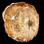 Petrified Wood Slice // Ver. 2
