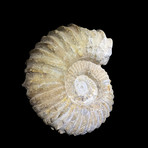 Heteromorph Ammonite // Ver. 2