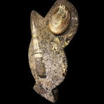 Ammonite & Belemnite Statue // Gray