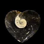Ammonite and Belemnite Heart Dish