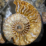 Ammonite & Belemnite Sculpture