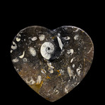 Ammonite and Belemnite Heart Dish