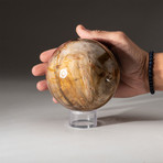 Genuine Polished Petrified Wood Sphere + Acrylic Display Stand // V2