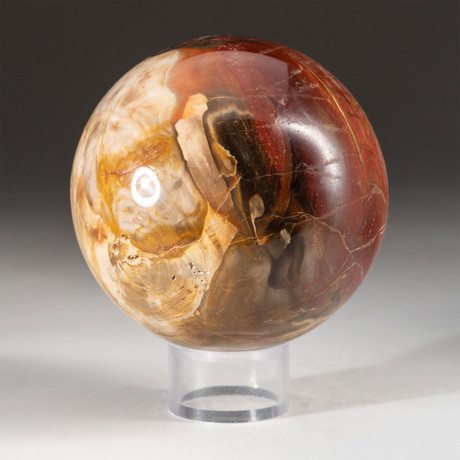 Genuine Polished Petrified Wood Sphere + Acrylic Display Stand // V2