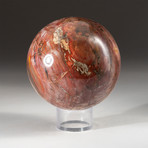 Genuine Polished Petrified Wood Sphere + Acrylic Display Stand