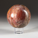 Genuine Polished Petrified Wood Sphere + Acrylic Display Stand