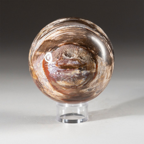 Genuine Polished Petrified Wood Sphere + Acrylic Display Stand // V1